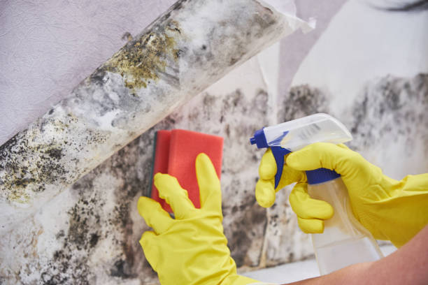 Best Basement Mold Removal  in USA